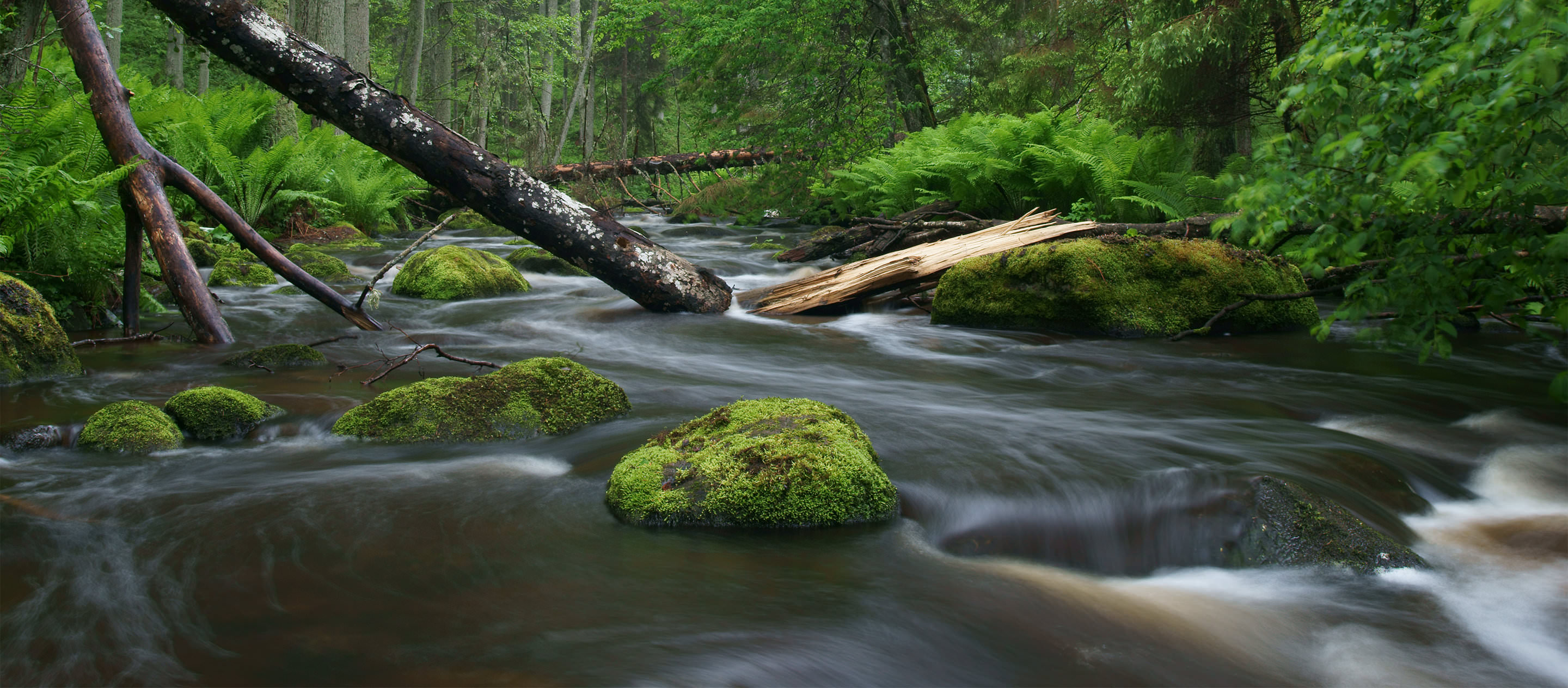 Waldbach (Altja) im Nationalpark Lahemaa in Estland.