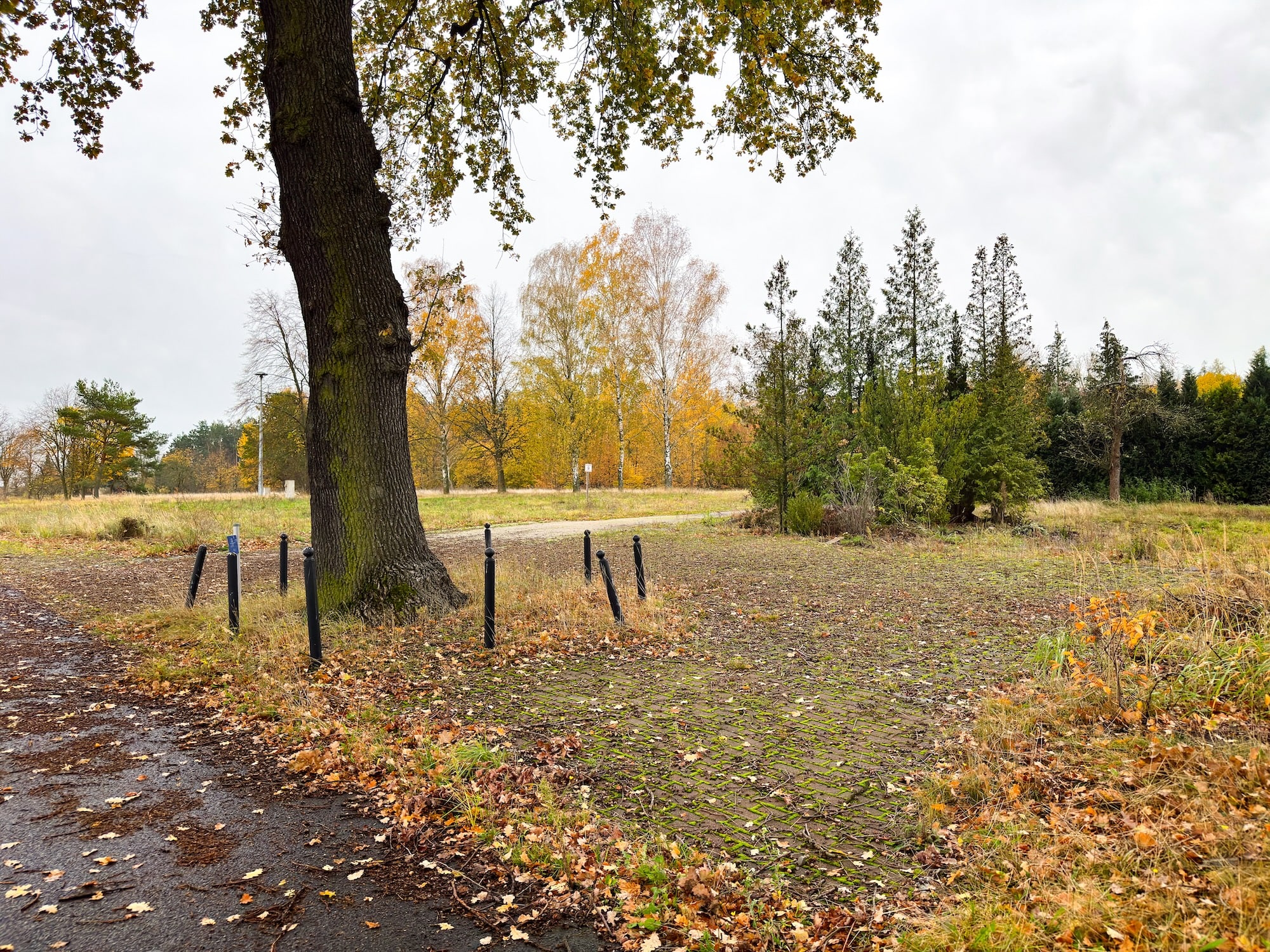 Ein Baum um den Poller stehen. Daneben ein geflasterter aber schon leicht überwachsener Platz. Dahinter ein Weg und eine Baumreihe. Daußerdem ist die Sirene zu sehen.