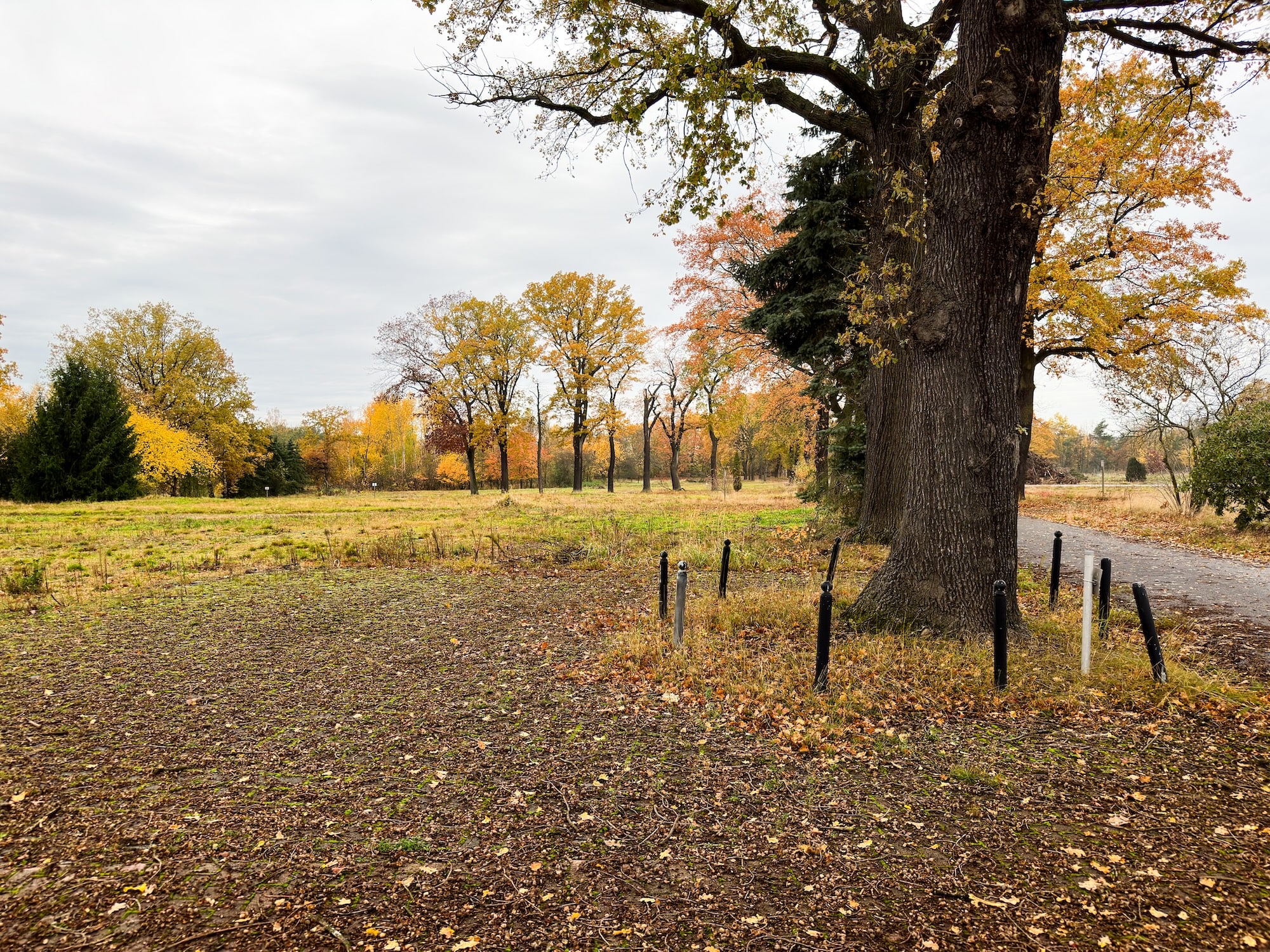 Ein Baum um den Poller stehen. Dahinter eine Wiese mit mehreren Baumreihen