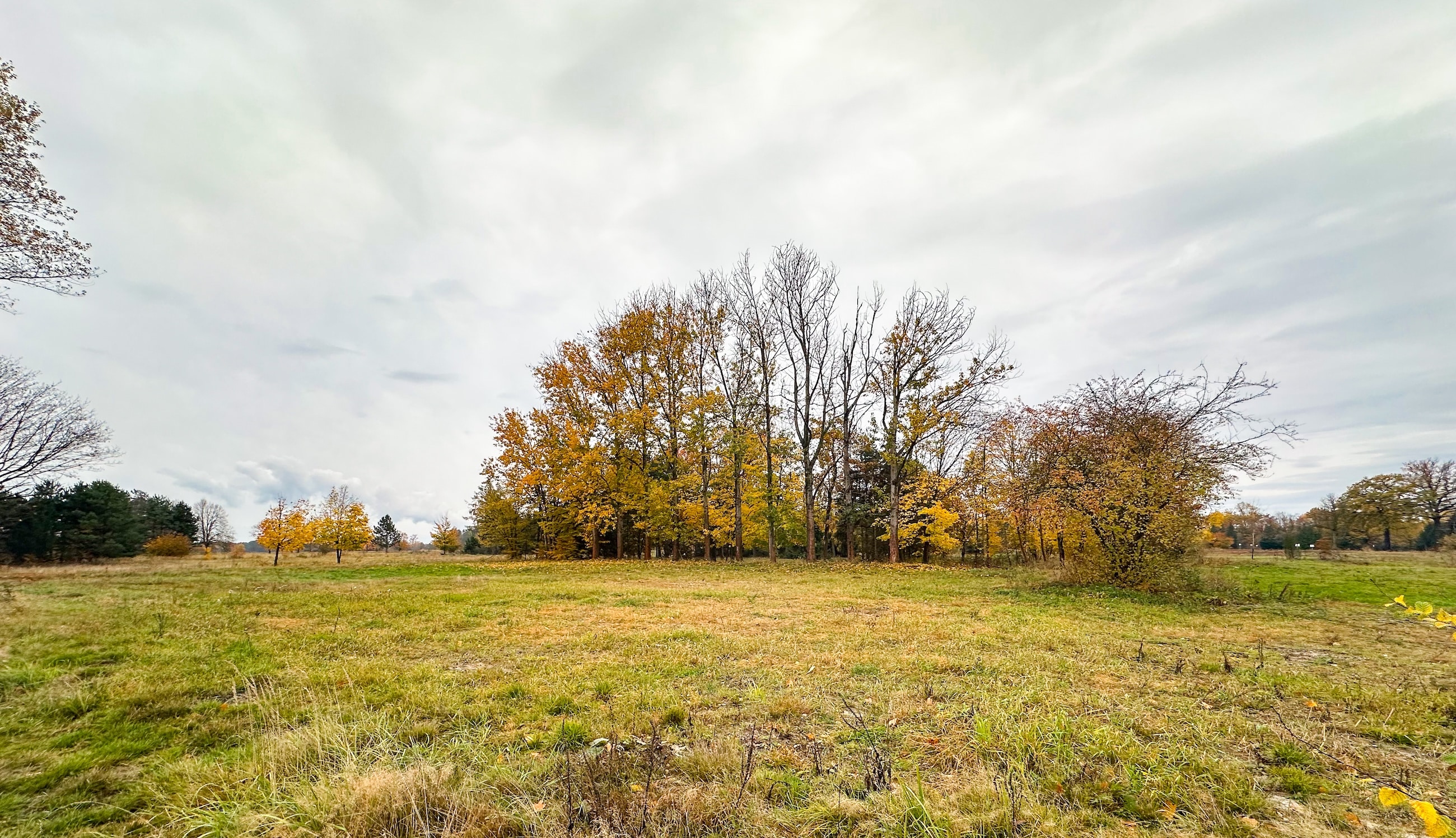 Eine wiese die mit Bäumen umsäumt ist. Unten links im Bild ist der rase grüner