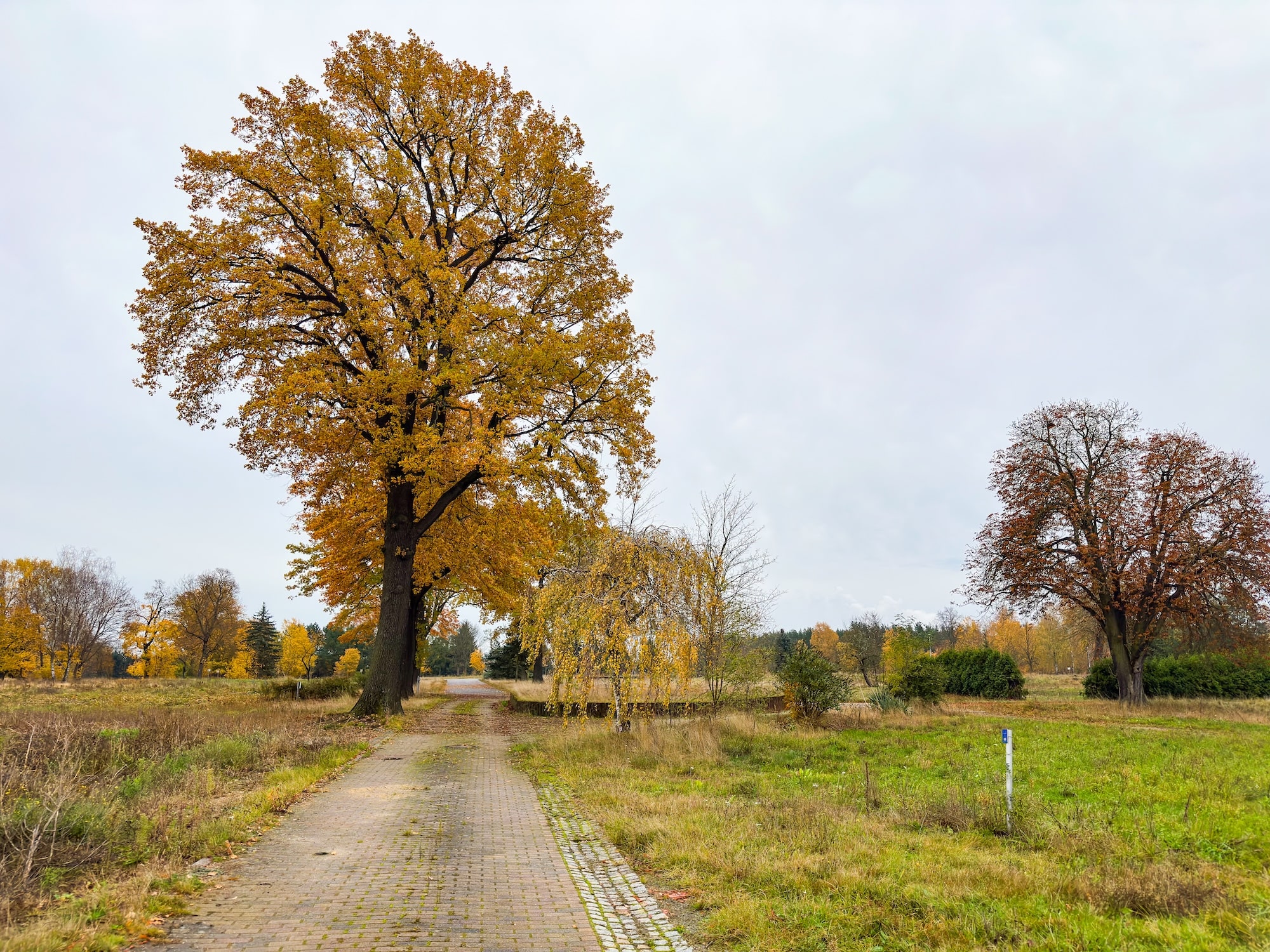 Blick entlang eines Weges mit Bäumen und im Hintergrund Hecken auf einer wiese